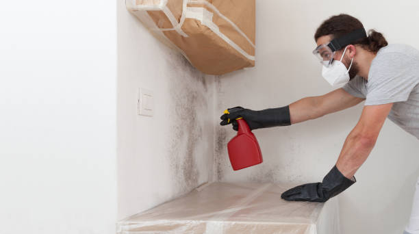 Professional Attic Mold Remediation technician working in Princeton Junction, NJ